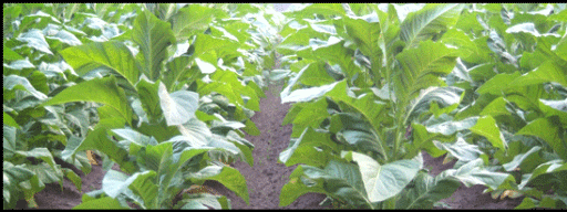 Photograph of tobacco in Delhi, investment property  on the Gold Coast in southern Ontario