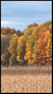 fall trees in lynedoch Ontario on the Gold Coast south coast of Ontario