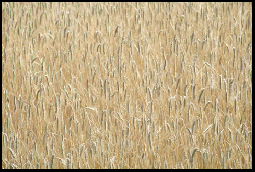 Photograph of field of wheat in Vittoria, on the Gold Coast in southern Ontario