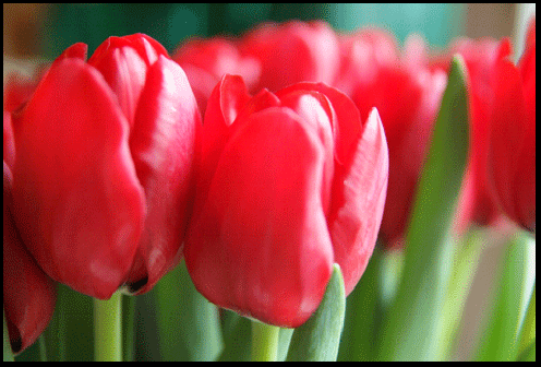 photograph of tulips in Lynedoch, investment property on the Gold Coast, south coast of Ontario
