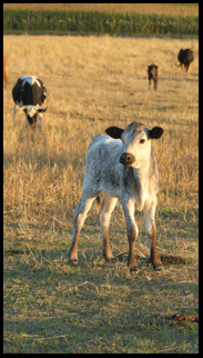 calf in a field, real estate on the Gold Coast south coast of Ontario