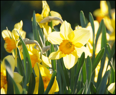 Daffodils in Port Dover, Ontario real estate  investment property for sale from the MLS on the Gold Coast in southern Ontario