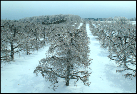 Photograph of ice covered apple trees in Simcoe, Investment property for sale on the Gold Coast in southern Ontario