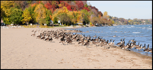 Photograph of Canada geese on the beach in Turkey Point on the Gold Coast in Southern Ontario