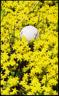 Photograph of golf ball in Turkey Point on the Gold Coast in Southern Ontario