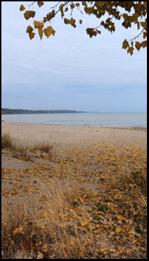 Photograph of leaves on beach in Turkey Point on the Gold Coast in Southern Ontario