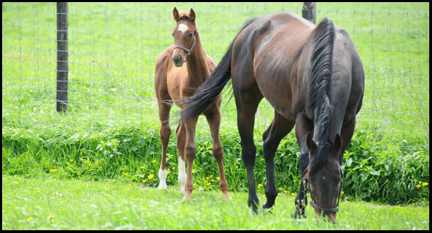 horse and foal Simcoe, investment property on the Gold Coast south coast of Ontario