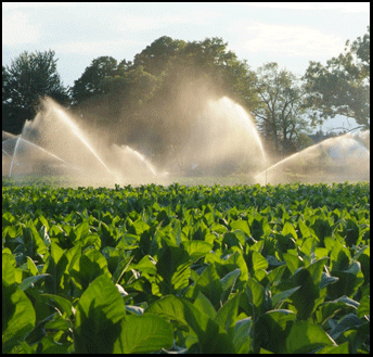 tobbaco farm irrigation, Simcoe investment property Real Estate, on the Gold Coast south coast of Ontario