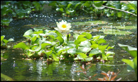 Photograph of water lillies in Otterville, on the Gold Coast in southern Ontario